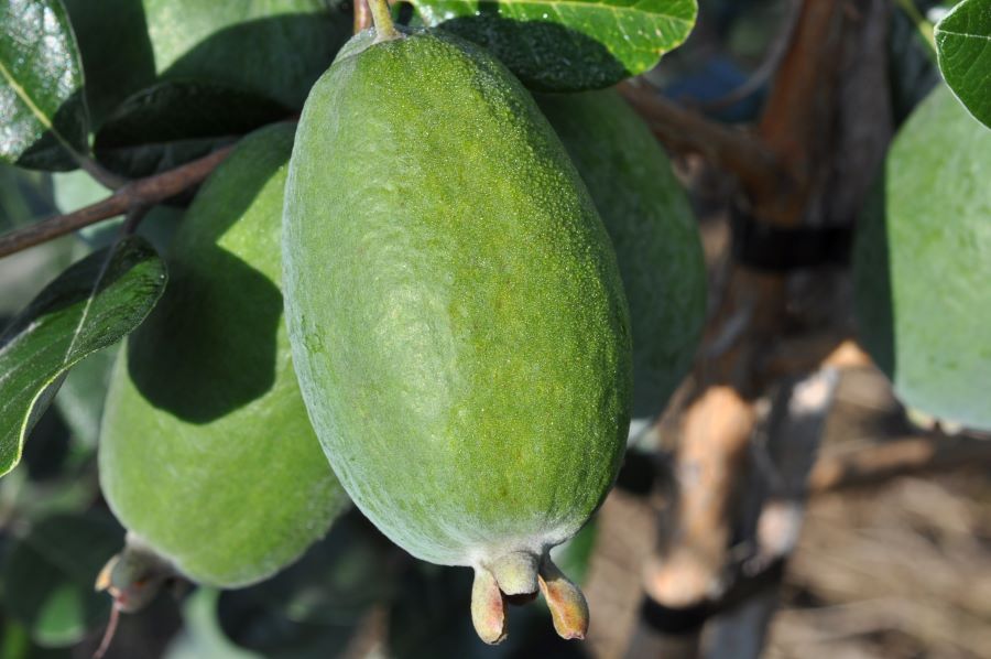 Feijoa Arhart